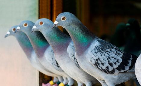 Oradea, capitala columbofililor din toată lumea: Porumbei în valoare de 50 de milioane de euro „aterizează” în oraș!