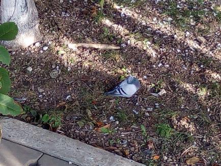 Scene sumbre: Zeci de porumbei morţi, în parcurile şi scuarurile din Oradea (FOTO)