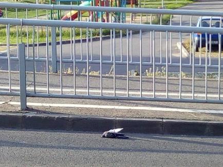 Scene sumbre: Zeci de porumbei morţi, în parcurile şi scuarurile din Oradea (FOTO)