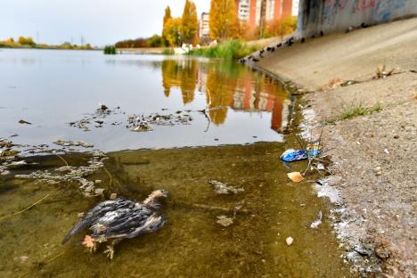 Zbor întrerupt. Imagini sumbre în Oradea: numeroşi porumbei mor zilnic pe străzile şi în parcurile oraşului (FOTO)