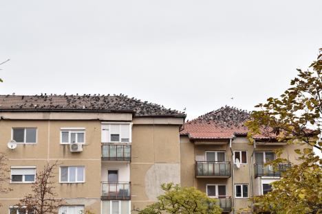 Zbor întrerupt. Imagini sumbre în Oradea: numeroşi porumbei mor zilnic pe străzile şi în parcurile oraşului (FOTO)