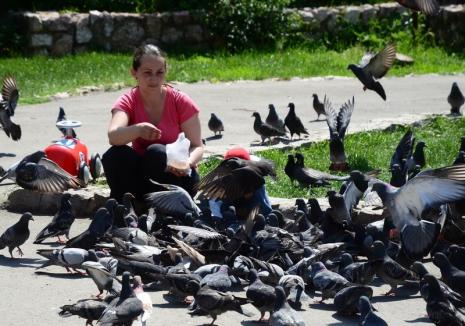 Nu hrăniţi animalele! Primăria Oradea vrea să-i amendeze pe cei care hrănesc porumbeii şi pisicile