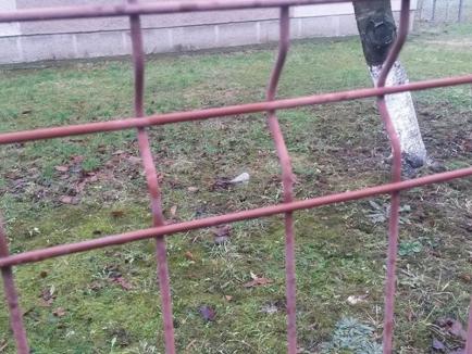 Porumbei morți, găsiţi pe spaţiul verde din apropierea unei grădiniţe din Oradea (FOTO)