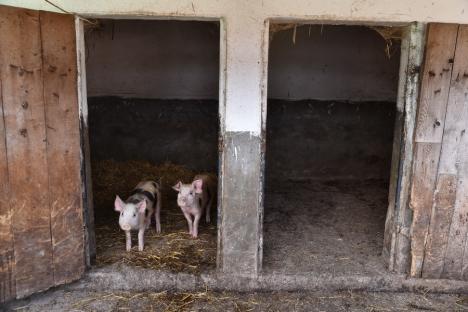 Povestea porcului: Sătenii bihoreni renunță la obiceiul creșterii și tăiatului porcilor de Crăciun (FOTO)