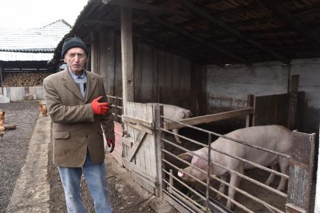 Povestea porcului: Sătenii bihoreni renunță la obiceiul creșterii și tăiatului porcilor de Crăciun (FOTO)