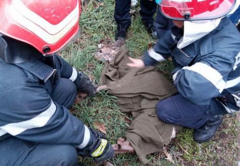 Eroi şi pentru necuvântătoare: Pompierii bihoreni au salvat doi pui de căprioară şi o viţea