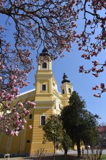 GALERIE FOTO: Primăvara în Oradea. Au înflorit magnoliile, parcurile sunt tot mai colorate