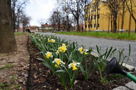 A venit primăvara! Oradea s-a umplut de culoare şi mireasmă (FOTO)