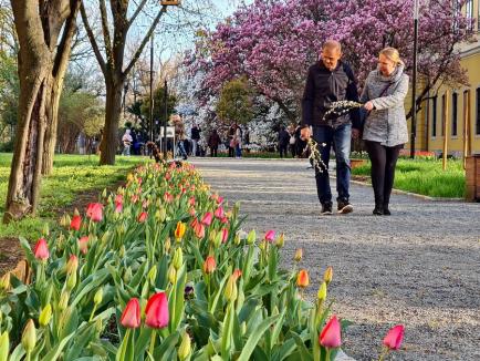 Spectacolul primăverii în Oradea: Magnoliile și lalelele fac din grădina Palatului Baroc un loc de poveste (FOTO)