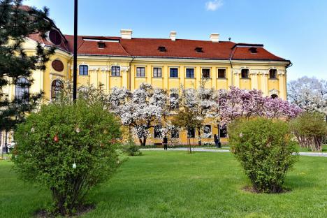 Spectacolul primăverii în Oradea: Magnoliile și lalelele fac din grădina Palatului Baroc un loc de poveste (FOTO)