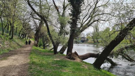 Oradea ieri, Oradea azi: Nu demult, malurile Crișului erau neprietenoase cu plimbăreții. Cum sunt azi? (FOTO)