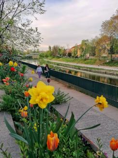 Oradea ieri, Oradea azi: Nu demult, malurile Crișului erau neprietenoase cu plimbăreții. Cum sunt azi? (FOTO)