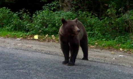 Doi copii, de 3 şi 4 ani, şi un bărbat, atacaţi de urs! Atenţionare Ro-Alert în Braşov