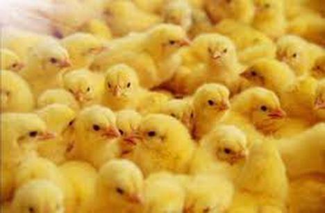 Sute de mii de pui eutanasiați de un fermier din Bihor, după „o decizie excesivă” a autorităților pentru prevenirea gripei aviare (VIDEO)