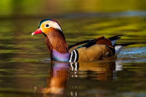 Spectacol colorat pe lacul Salca: O rață mandarin încântă privirile orădenilor (FOTO)