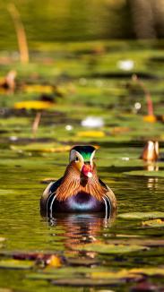 Spectacol colorat pe lacul Salca: O rață mandarin încântă privirile orădenilor (FOTO)