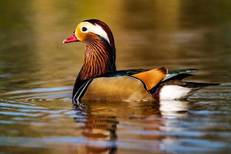 Spectacol colorat pe lacul Salca: O rață mandarin încântă privirile orădenilor (FOTO)