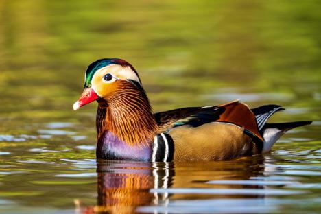 Spectacol colorat pe lacul Salca: O rață mandarin încântă privirile orădenilor (FOTO)