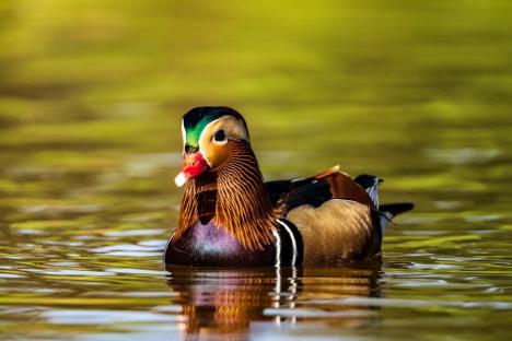 Spectacol colorat pe lacul Salca: O rață mandarin încântă privirile orădenilor (FOTO)