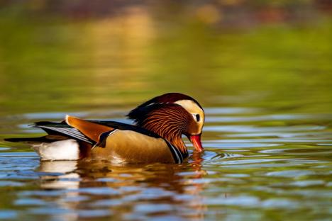 Spectacol colorat pe lacul Salca: O rață mandarin încântă privirile orădenilor (FOTO)