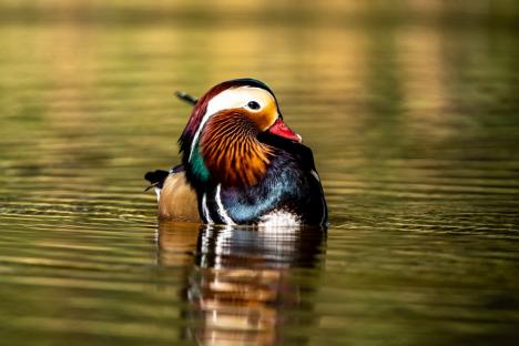 Spectacol colorat pe lacul Salca: O rață mandarin încântă privirile orădenilor (FOTO)