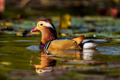 Spectacol colorat pe lacul Salca: O rață mandarin încântă privirile orădenilor (FOTO)