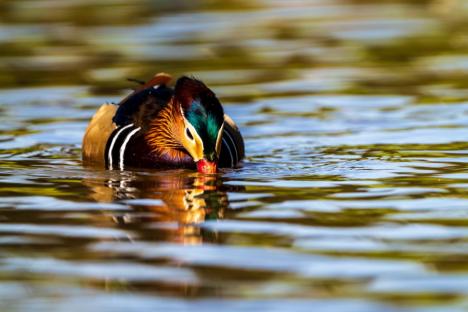 Spectacol colorat pe lacul Salca: O rață mandarin încântă privirile orădenilor (FOTO)