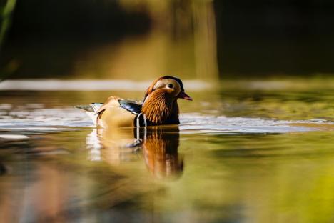 Spectacol colorat pe lacul Salca: O rață mandarin încântă privirile orădenilor (FOTO)