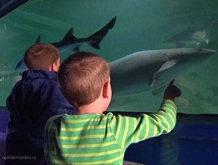 Expoziţie de rechini vii într-un acvariu mobil la Lotus Center