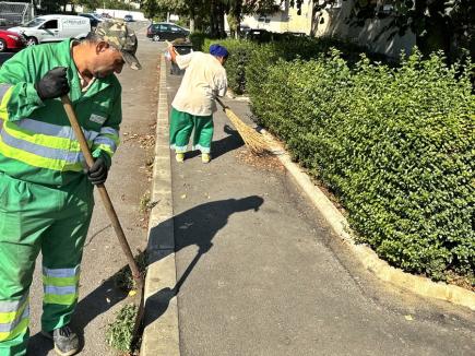 Începe curățenia de toamnă în Oradea: RER Vest îți ridică gratuit resturile vegetale