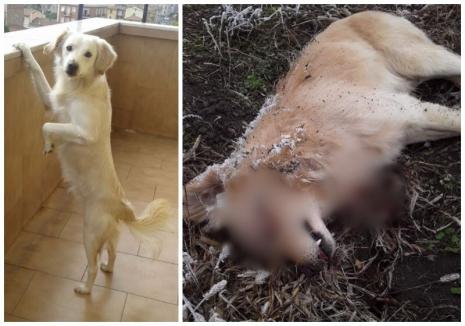 Execuţia lui Rocky: Câine împuşcat în cap, în apropierea casei proprietarilor, în satul Avram Iancu (FOTO)