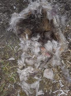 Execuţia lui Rocky: Câine împuşcat în cap, în apropierea casei proprietarilor, în satul Avram Iancu (FOTO)