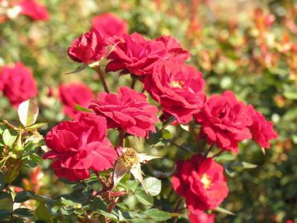 Iubitorii de trandafiri, invitaţi la o demonstraţie de tăieri de primăvară