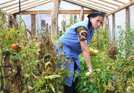 'Programul tomate': Legumicultorii care cultivă roşii în sere şi solarii pot primi ajutoare anuale de 3.000 euro