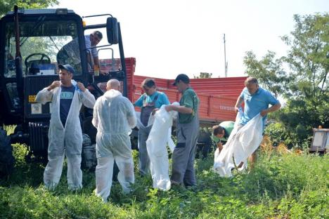 Scandal în satul Olosig: Localnicii, revoltați că autoritățile vor să le omoare toți porcii! (FOTO)