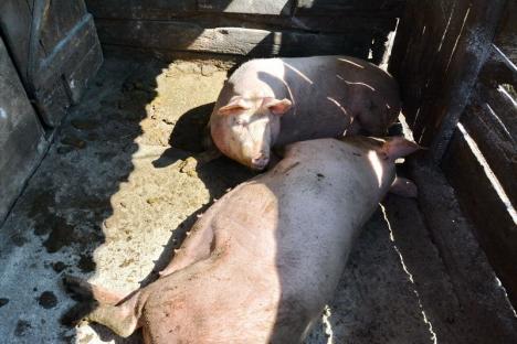 Scene dramatice în satul Olosig: Localnicii plâng în hohote văzând cum le sunt omorâte animalele (FOTO/VIDEO)