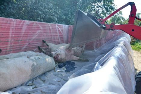 Scene dramatice în satul Olosig: Localnicii plâng în hohote văzând cum le sunt omorâte animalele (FOTO/VIDEO)