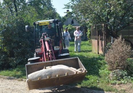 Apel la înţelegere: Prefectura Bihor explică de ce au trebuit omorâţi porcii din Olosig, Abrămuţ şi Albiş