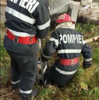 Câine salvat de pompieri, după ce a căzut într-un canal, în cartierul Ioşia