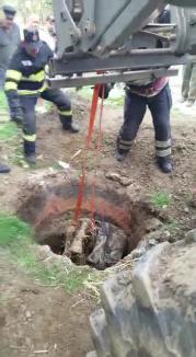 Mânză salvată de pompierii din Bihor, după ce a căzut într-o fântână adâncă de patru metri (FOTO / VIDEO)