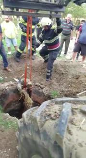 Mânză salvată de pompierii din Bihor, după ce a căzut într-o fântână adâncă de patru metri (FOTO / VIDEO)