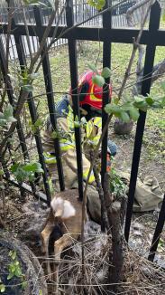Pui de căprioară blocat în gardul unui parc din Oradea, salvat de pompieri (FOTO/VIDEO)