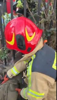 Pui de căprioară blocat în gardul unui parc din Oradea, salvat de pompieri (FOTO/VIDEO)