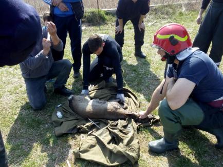 Căprioară căzută într-un bazin, salvată de pompierii din Marghita (FOTO / VIDEO)