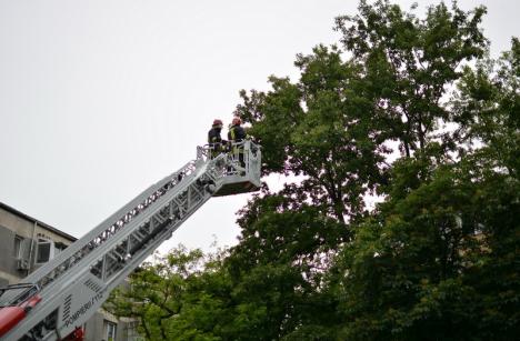 O pisică a fost salvată de pompierii orădeni dintr-un copac înalt de 15 metri (FOTO / VIDEO)
