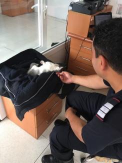 Salvatori pe viaţă: Pompierii militari au adoptat doi pui de pisică pe care i-au scăpat de primejdii (FOTO)