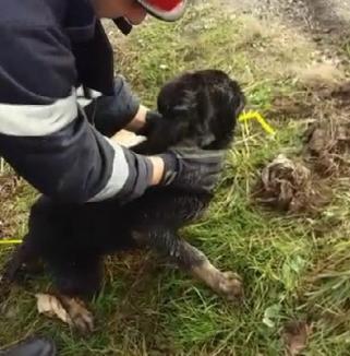 Câine salvat de pompieri dintr-un canal de pe marginea DN 76 (FOTO/VIDEO)