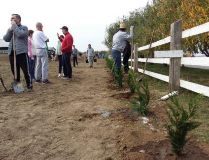 Peste 100 de voluntari, majoritatea localnici în Sîntandrei, au plantat o perdea verde în jurul unei ferme de vaci (FOTO)