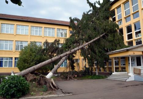 A treia zi după furtună, pompierii din Beiuş şi Ştei încă intervin pentru degajarea copacilor doborâţi de vânt (FOTO)