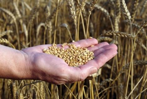 Guvernul reduce la 9% TVA-ul pentru servicii agricole, seminţe, pesticide şi îngrăşăminte